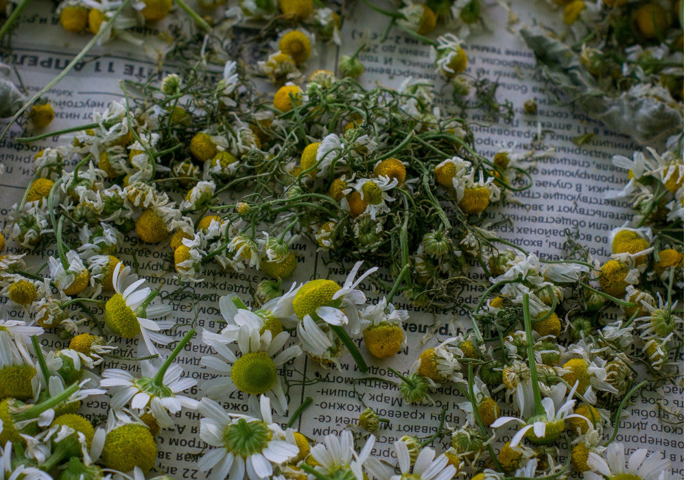 Know Your Chamomile. Which chamomile are you drinking right now? | Nazani Tea