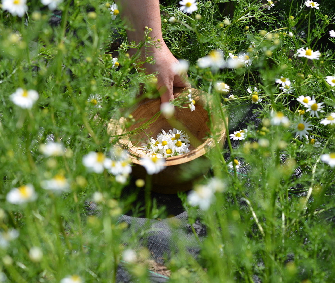 Nazani tea; Herbal Tea; Infusions; Rose tea;  Healthy Tea; Tea for Trade; HoReCa; Organic; Organic Tea; Luxury Brand; Luxury Tea; Sustainable brand; Loose leaf tea; Wellbeing; Lifestyle;  Scotland; tea from Scotland; Chamomile;