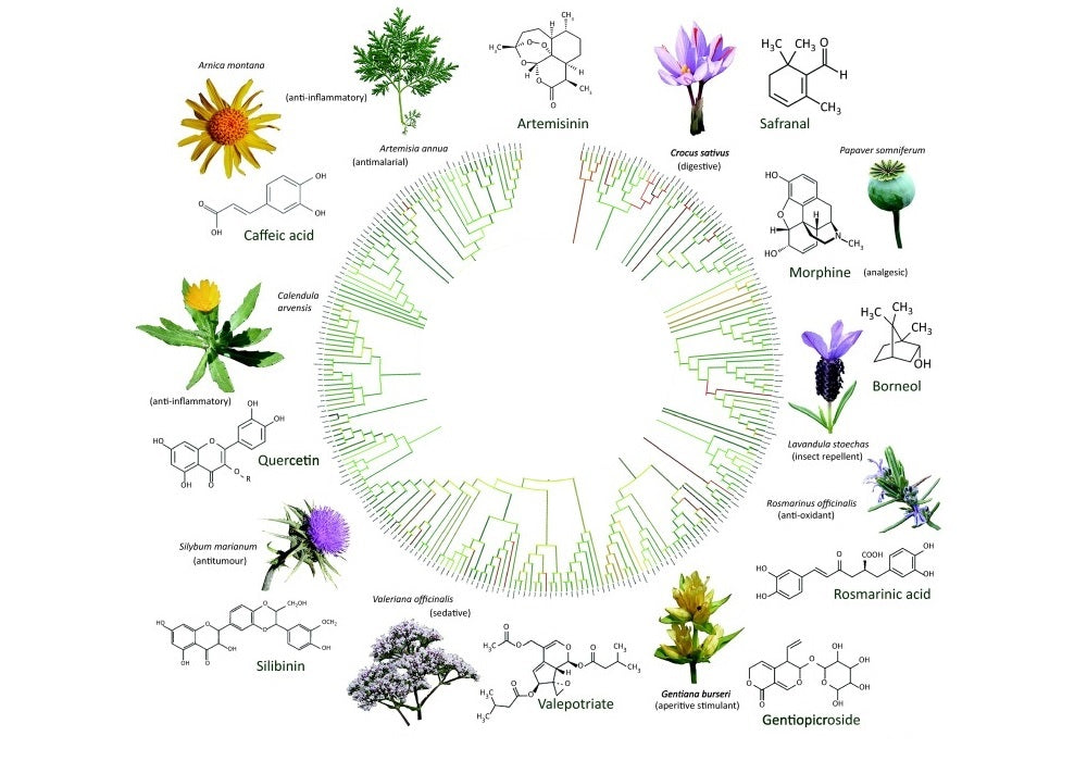 Nazani Tea is a Proponent of Ethnobotany