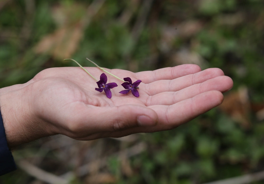 Violet – A Flower of One of Newton’s Seven Colours
