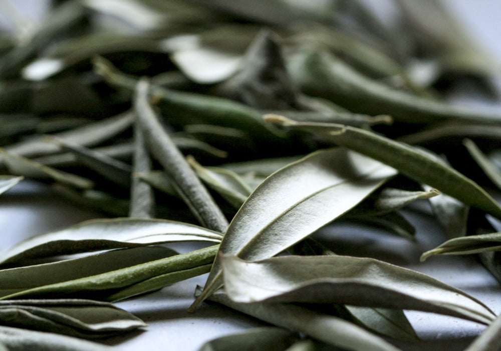 Olive Leaf – A Colour, A Symbol and Herbal Infusion