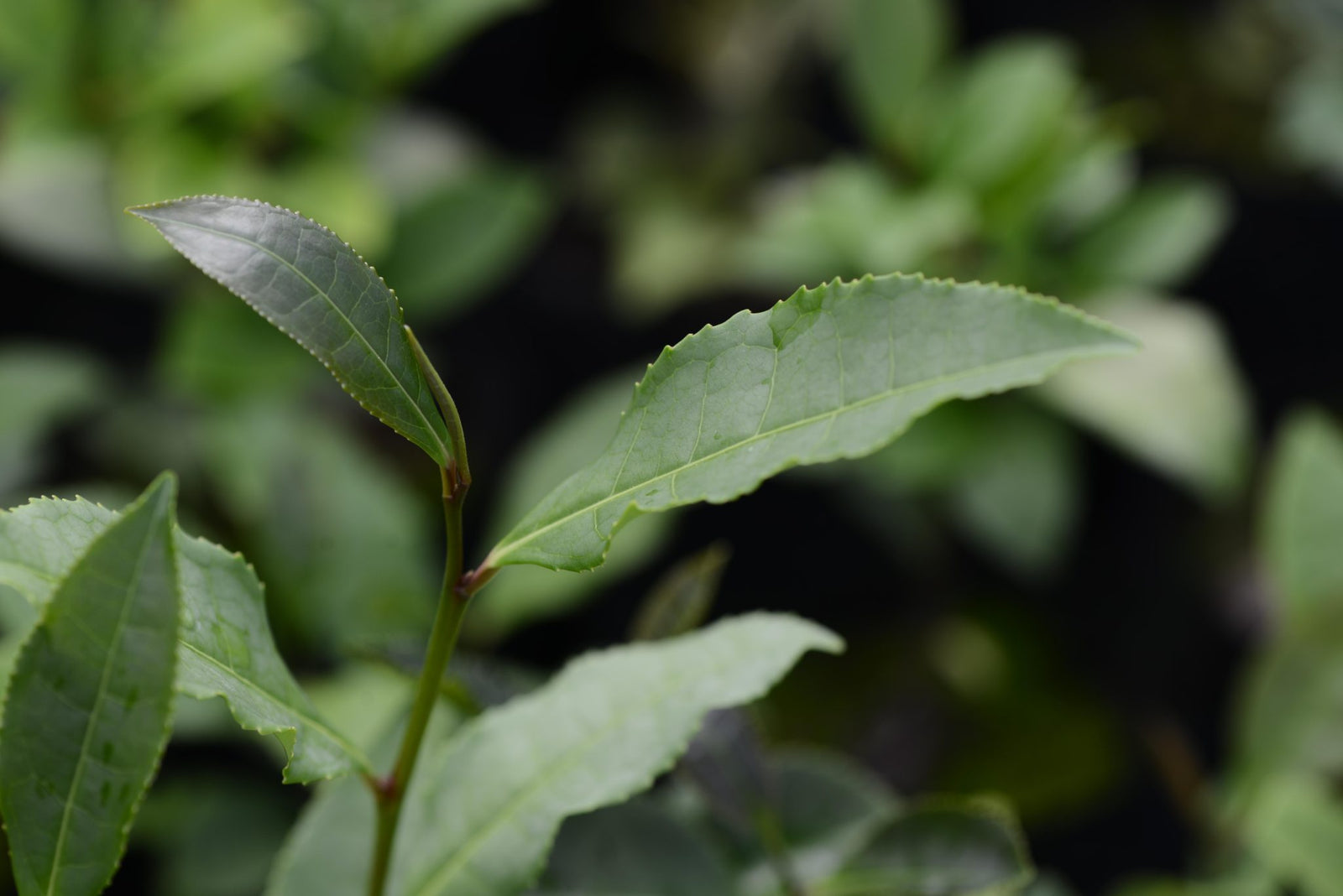 To tea or not to tea? That is the question