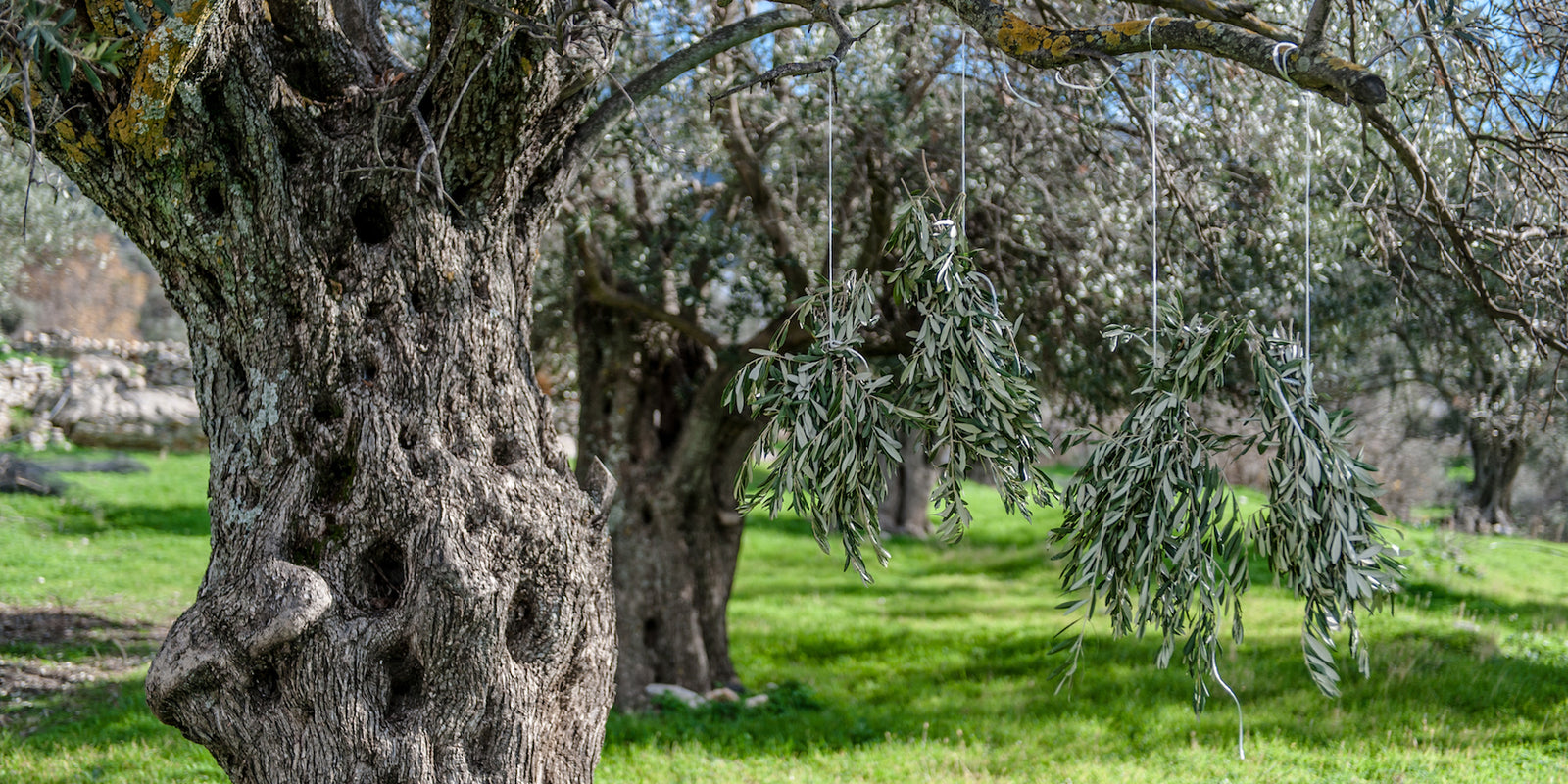 Nazani tea; Herbal Tea; Infusions; Rose tea;  Healthy Tea; Tea for Trade; HoReCa; Organic; Organic Tea; Luxury Brand; Luxury Tea; Sustainable brand; Loose leaf tea; Wellbeing; Lifestyle;  Nazani Tea London ; Grecce; Tea from Greece;