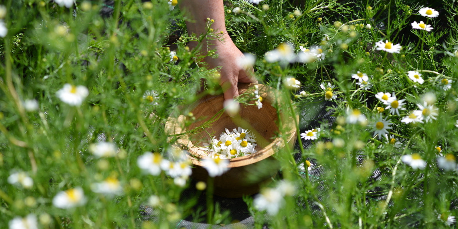 Nazani tea; Herbal Tea; Infusions; Rose tea;  Healthy Tea; Tea for Trade; HoReCa; Organic; Organic Tea; Luxury Brand; Luxury Tea; Sustainable brand; Loose leaf tea; Wellbeing; Lifestyle;  Nazani Tea London; Tea from Scotland 