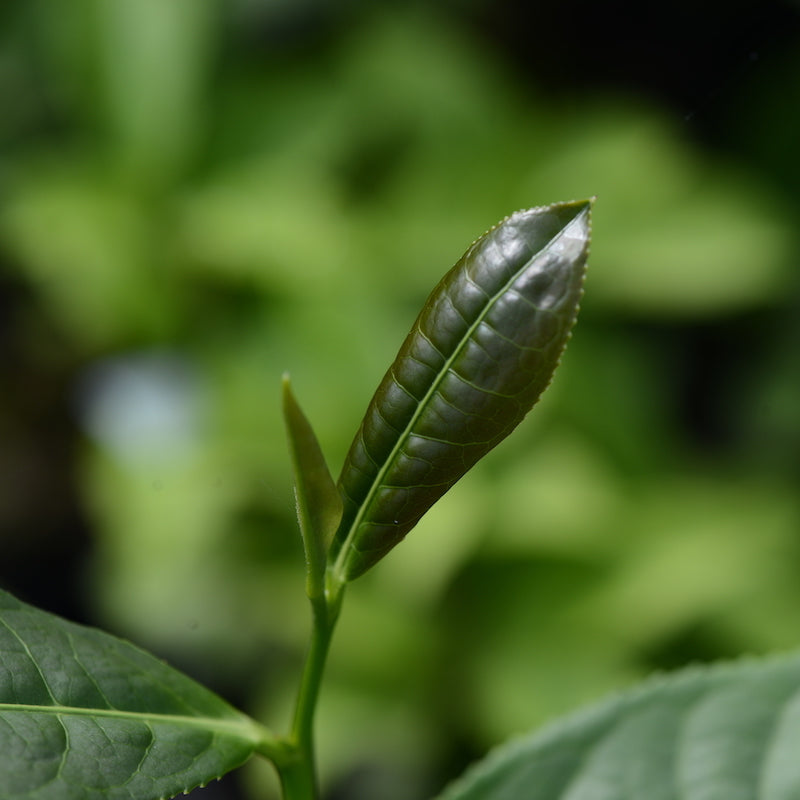 Nazani Tea herbal infusion; tea ; organic tea; Wellness tea; 