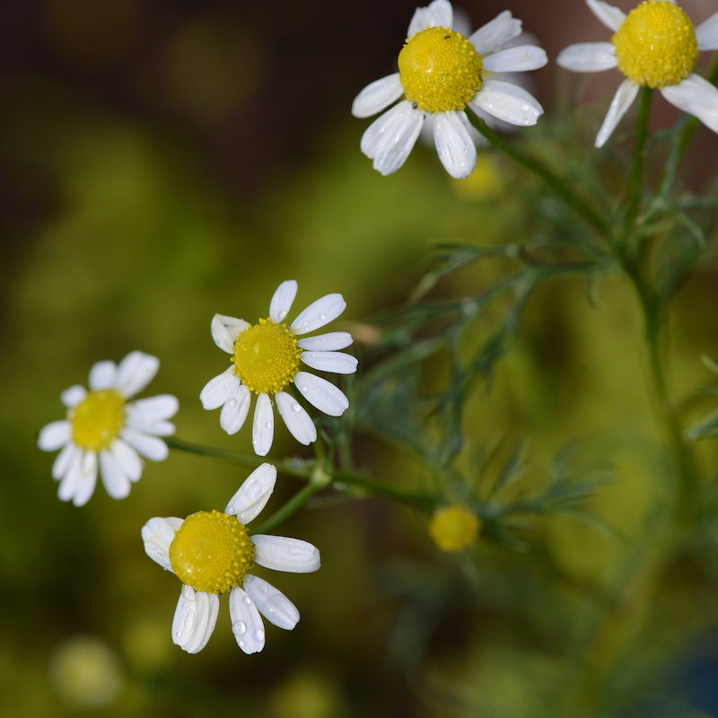 Nazani Tea; herbal infusion; tea; organic tea; wellness tea