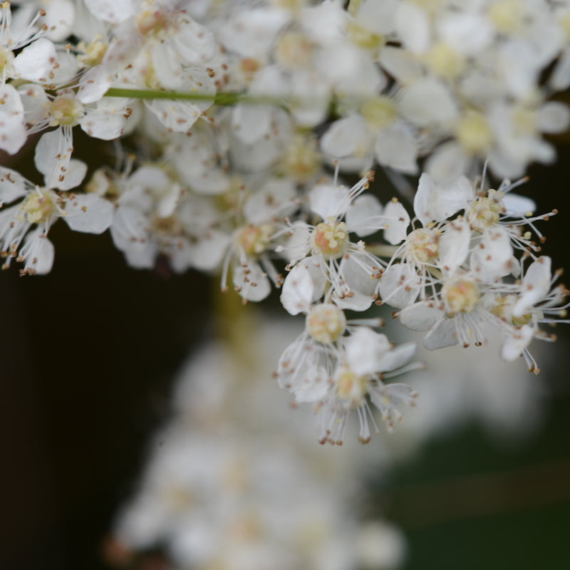 Nazani Tea herbal infusions