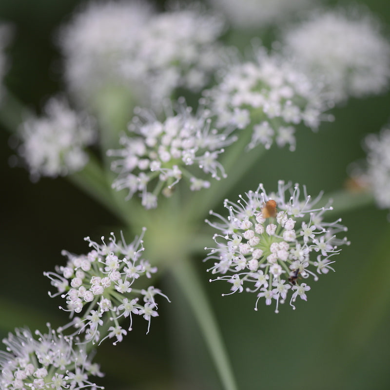Nazani Tea herbal infusions 