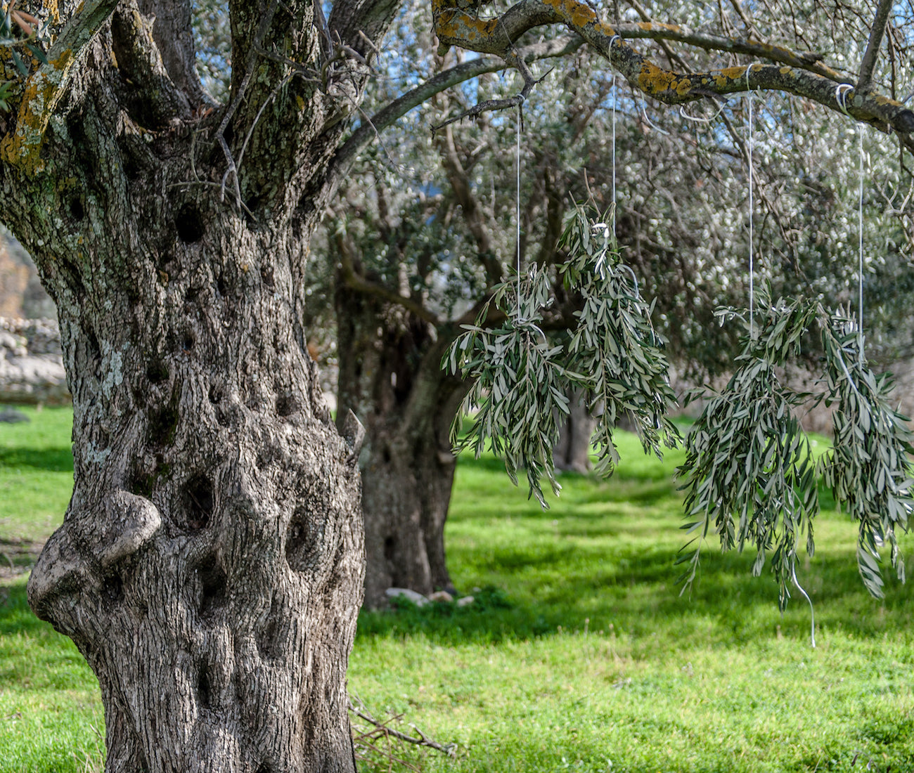 Nazani tea; Herbal Tea; Infusions; Rose tea;  Healthy Tea; Tea for Trade; HoReCa; Organic; Organic Tea; Luxury Brand; Luxury Tea; Sustainable brand; Loose leaf tea; Wellbeing; Lifestyle;  Tea from Greece; Greece;