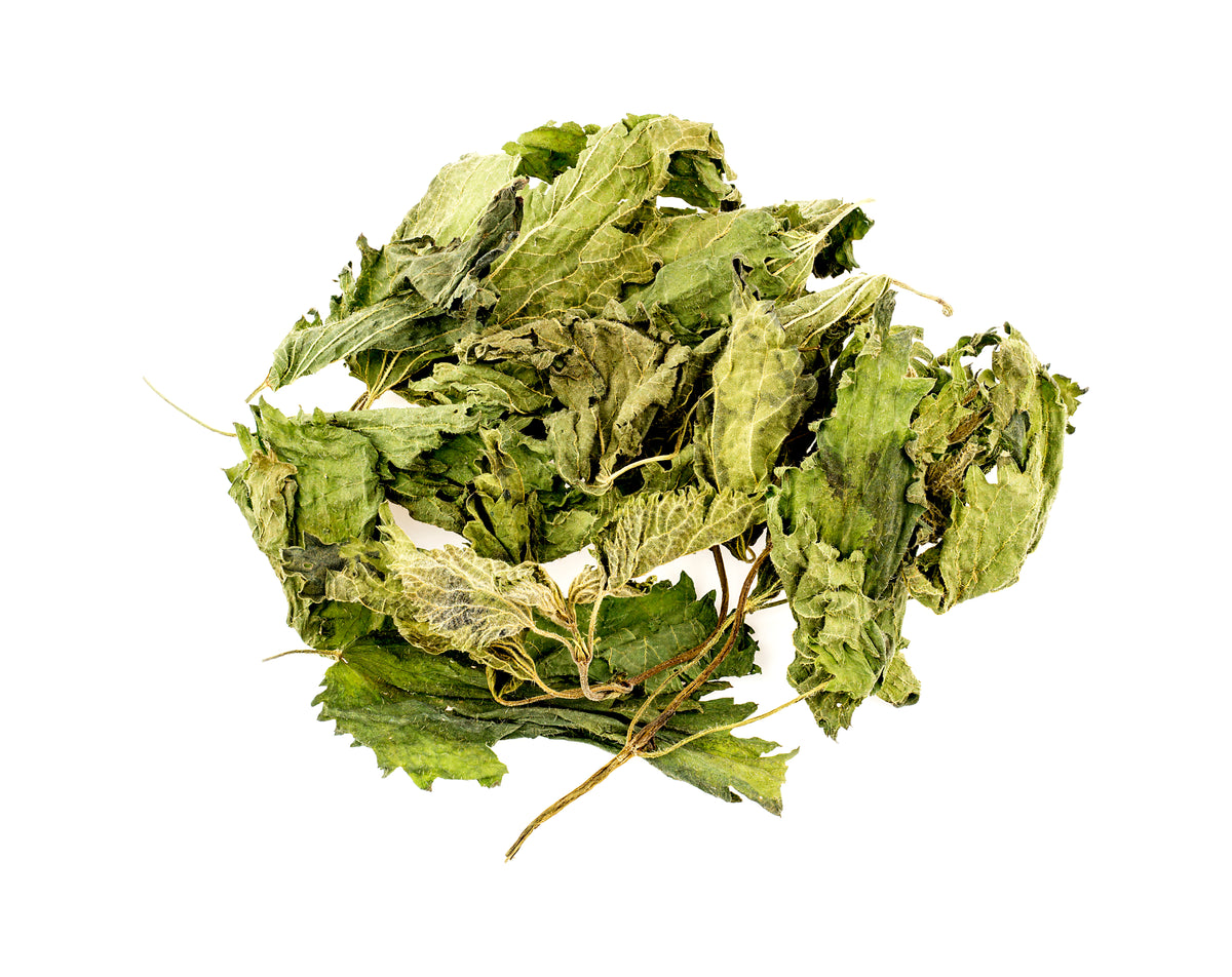 Wild Foraged Jersey Nettle