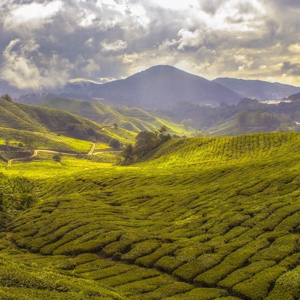 Discover herbal teas from Armenia I Nazani Tea London