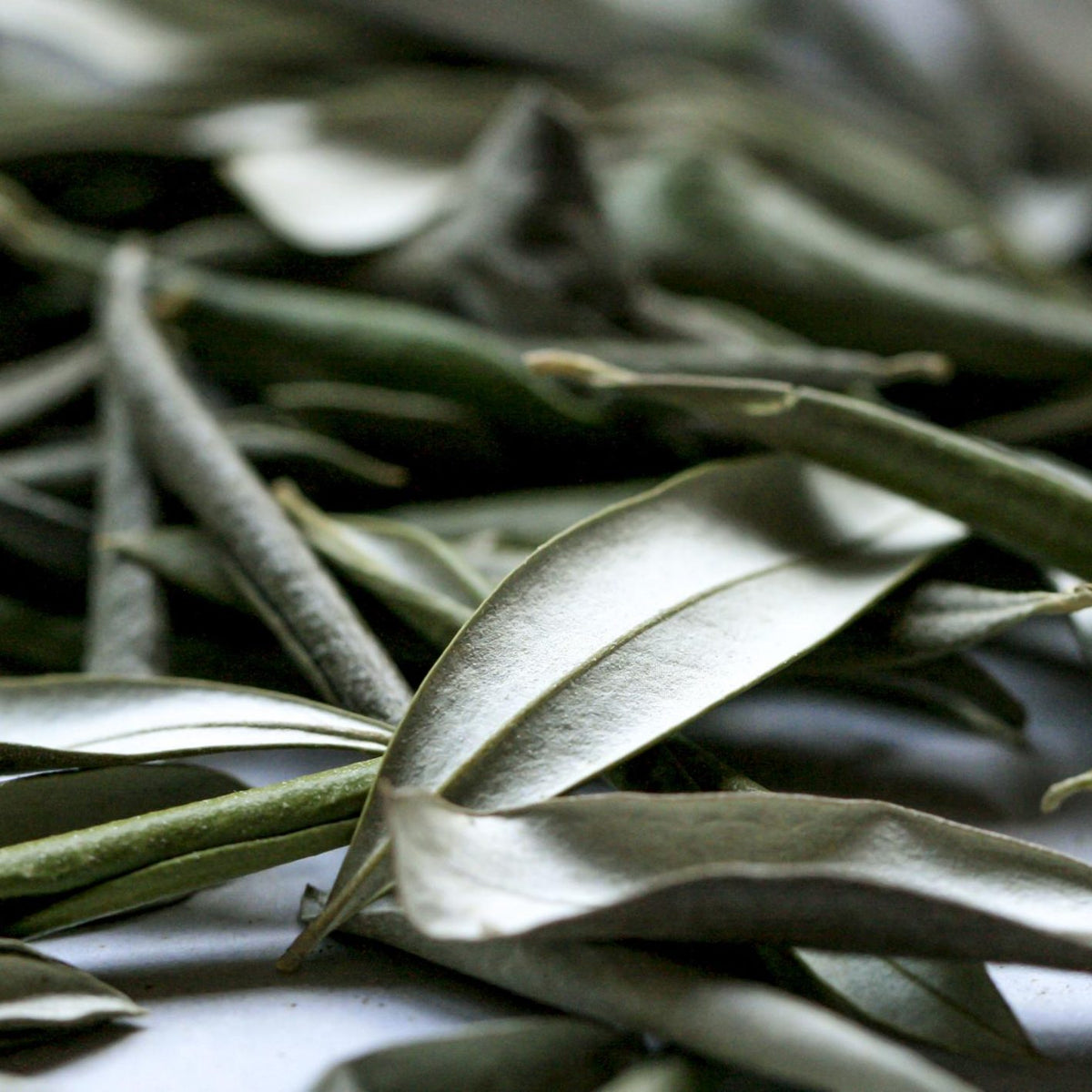 Nazani Tea Olive Leaf